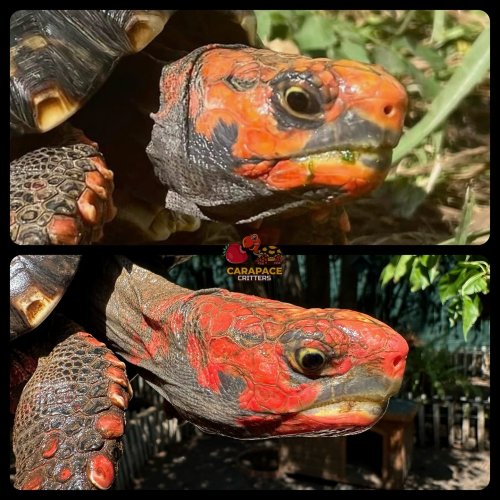 Photo post from carapacecritters.