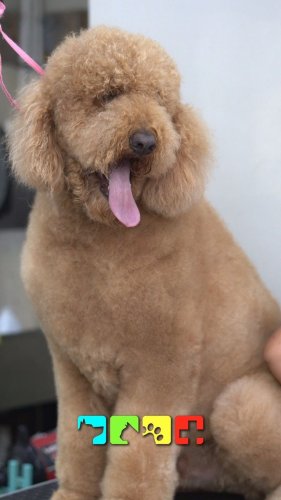 Video post from medicalpettj.