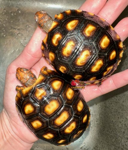 Photo post from carapacecritters.