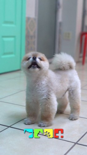 Video post from medicalpettj.