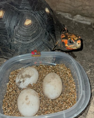 Photo post from carapacecritters.