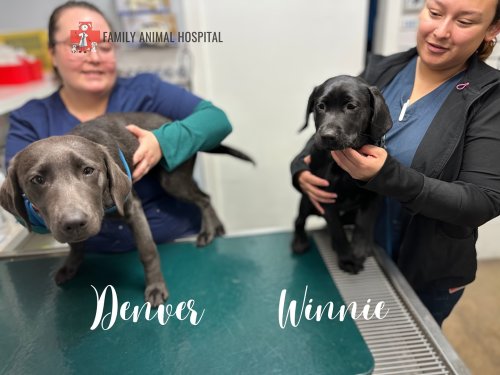 Photo post from familyanimalhospitalcm.