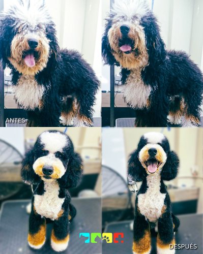 Photo post from medicalpettj.