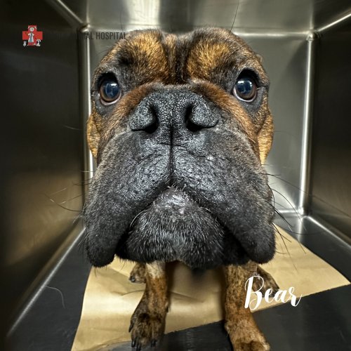 Photo post from familyanimalhospitalcm.