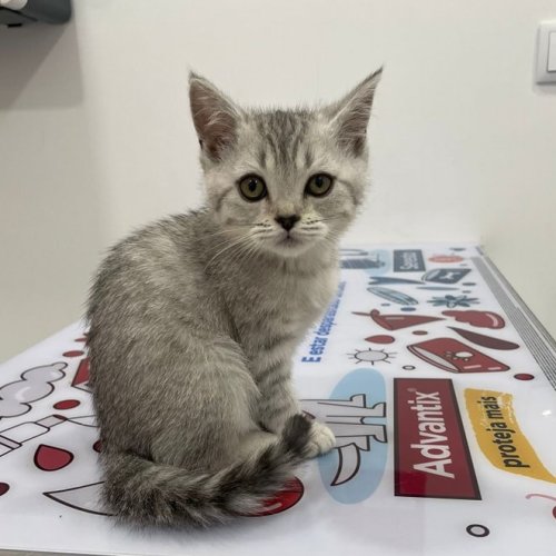 Photo post from clinica_veterinaria_dourosul.