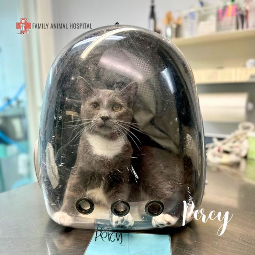 Photo post from familyanimalhospitalcm.