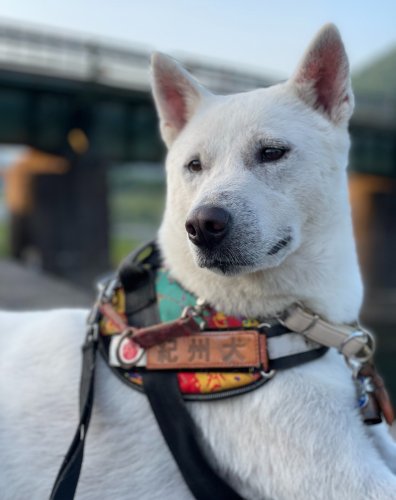 大型犬リード 秋田犬 柴犬 展覧会引き綱 節約