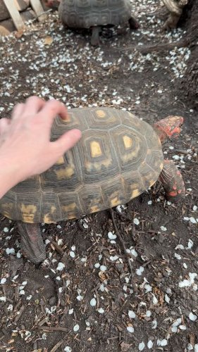 Video post from carapacecritters.