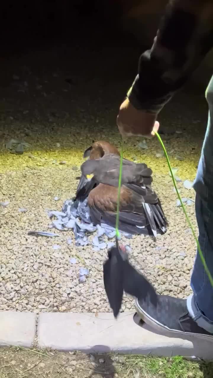 Video post from desertkingsfalconry.