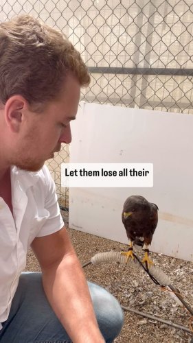 Video post from desertkingsfalconry.