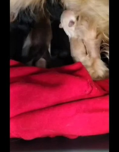 Video post from clinica_veterinaria_dourosul.