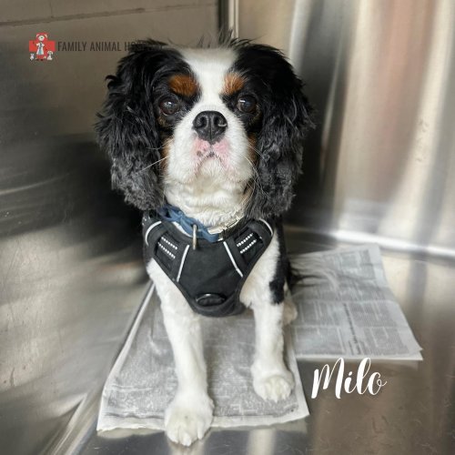 Photo post from familyanimalhospitalcm.