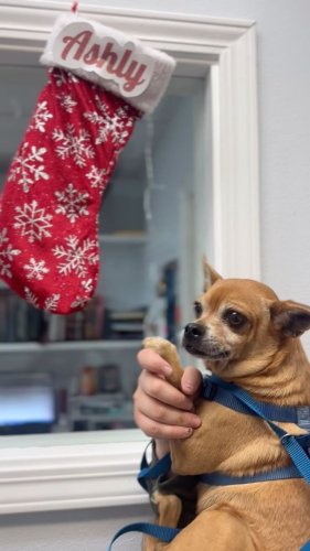 Video post from familyanimalhospitalcm.