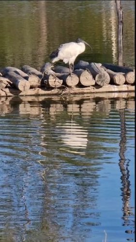 Video post from visitalburywodonga.