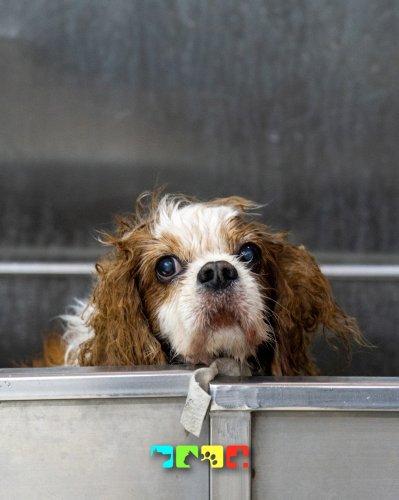 Photo post from medicalpettj.