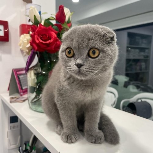 Carousel post from clinica_veterinaria_dourosul.