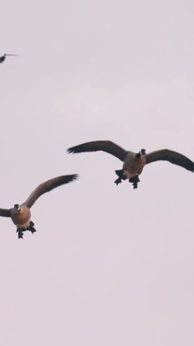 Video post from northernskiesoutfitters.