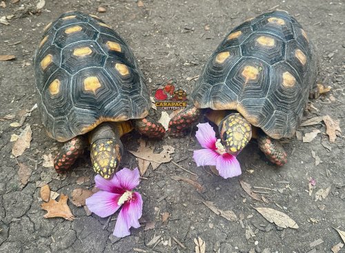 Photo post from carapacecritters.