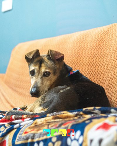 Photo post from medicalpettj.