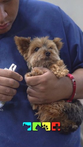 Video post from medicalpettj.