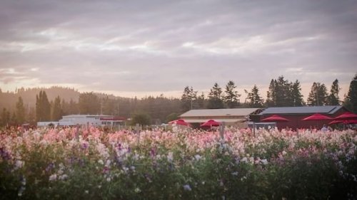 Video post from finnriver.