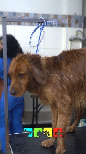 Video post from medicalpettj.