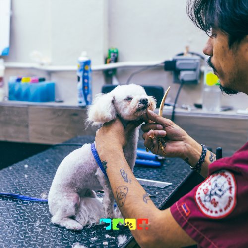 Carousel post from medicalpettj.