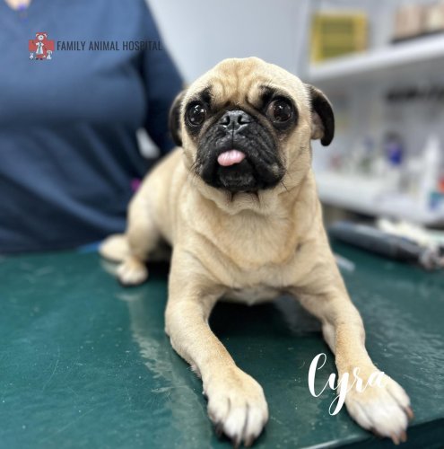 Carousel post from familyanimalhospitalcm.