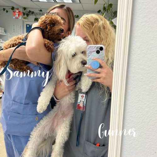 Photo post from familyanimalhospitalcm.