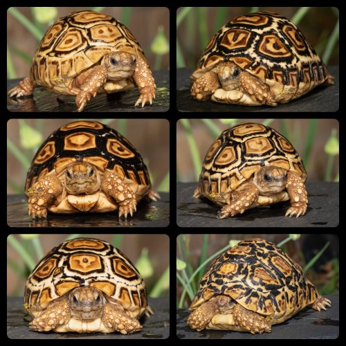 Photo post from carapacecritters.