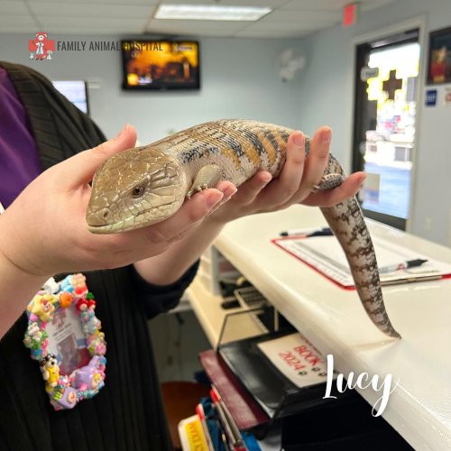 Carousel post from familyanimalhospitalcm.