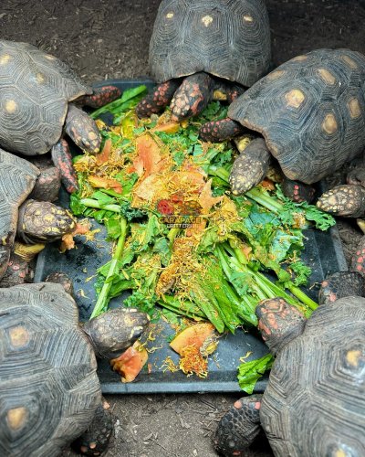 Photo post from carapacecritters.