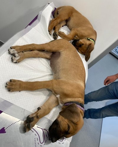 Photo post from clinica_veterinaria_dourosul.