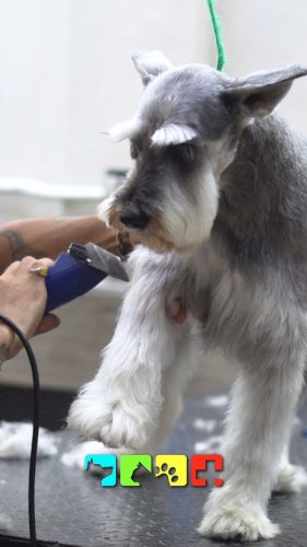 Video post from medicalpettj.