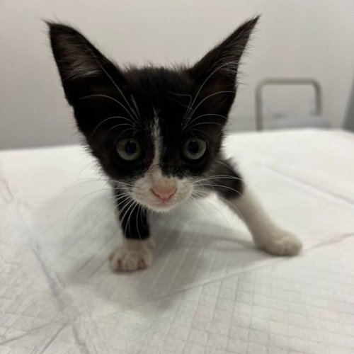 Carousel post from clinica_veterinaria_dourosul.