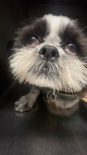 Video post from familyanimalhospitalcm.