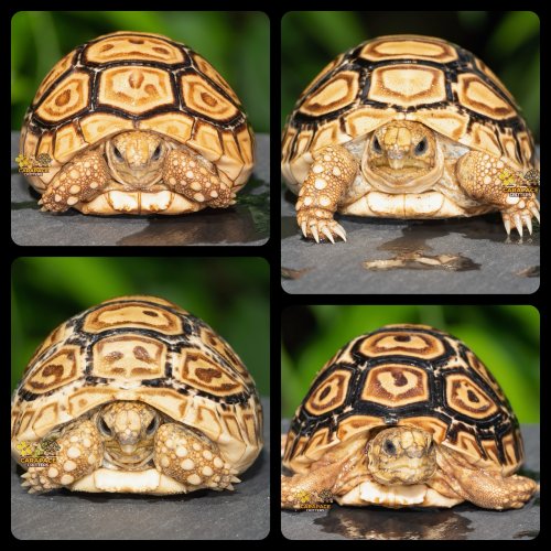 Photo post from carapacecritters.