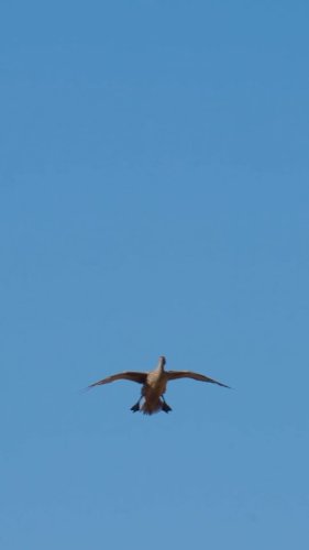 Video post from northernskiesoutfitters.