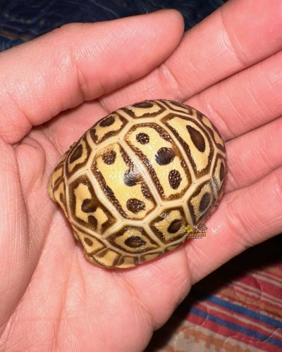 Photo post from carapacecritters.