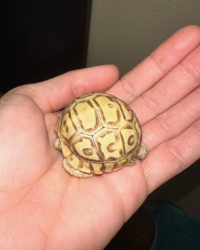 Photo post from carapacecritters.