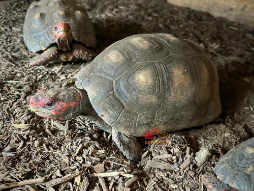 Carousel post from carapacecritters.