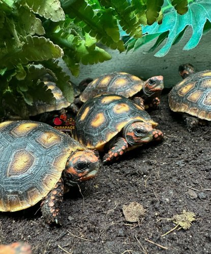 Photo post from carapacecritters.