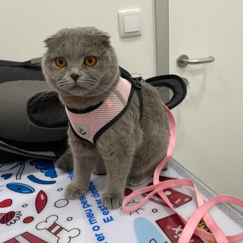 Carousel post from clinica_veterinaria_dourosul.