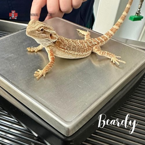 Carousel post from familyanimalhospitalcm.