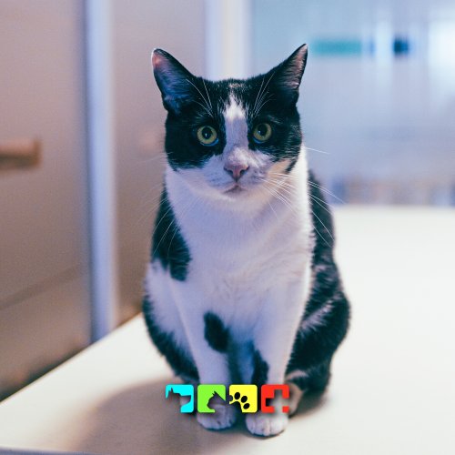 Carousel post from medicalpettj.