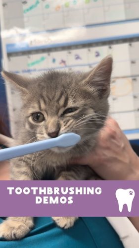 Video post from toothy.thomson.