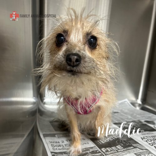 Photo post from familyanimalhospitalcm.