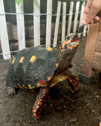 Photo post from carapacecritters.