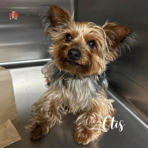 Photo post from familyanimalhospitalcm.