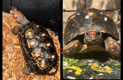 Photo post from carapacecritters.